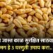 These 3 home remedies to store wheat safely at home for longer